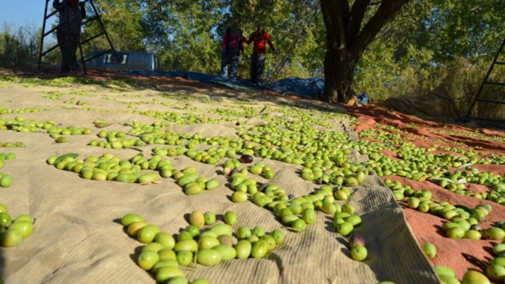 zeytin